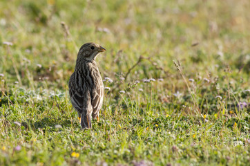 Corn Bunting