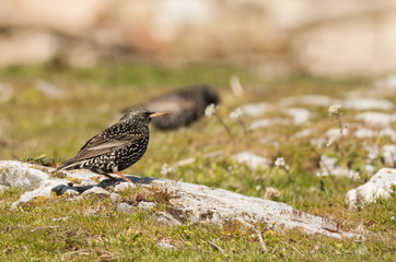 Common Starling