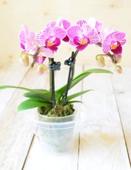 Mini Phalaenopsis pink and white orchid