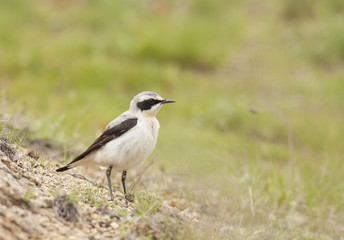 Northern wheatear