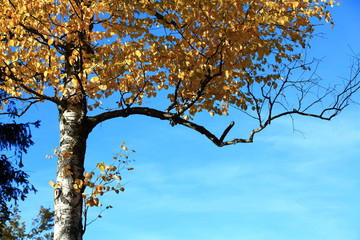 Fototapeta premium Herbstfarben
