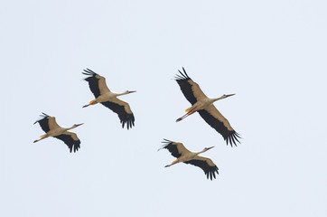 Migrating White Storks