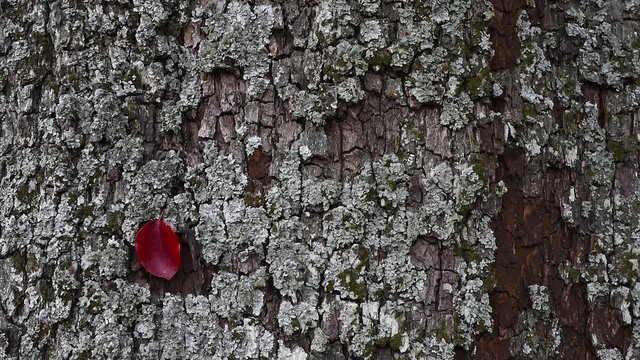 Birnenbaum Rinde Blatt