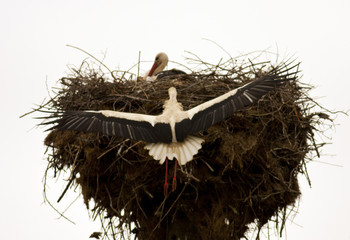 Pair White Storks in nest