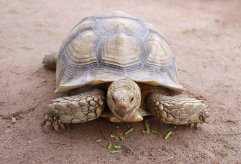Breast reptile eating vegetables