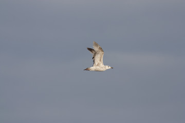 Caspian Gull