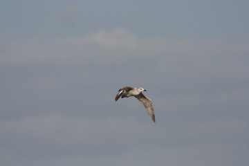 Caspian Gull