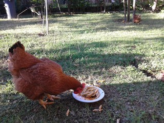 Gallina domestica mangia la pasta