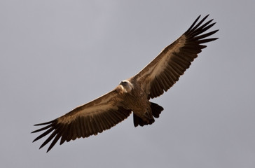 Griffon vulture