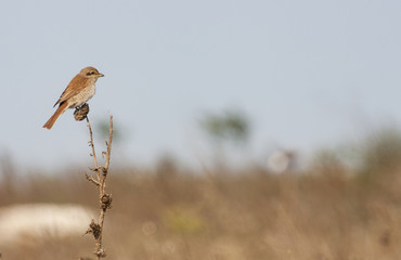 Red-backed Shrike