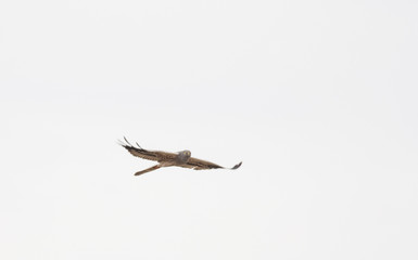 Montagu's harrier (Circus pygargus)