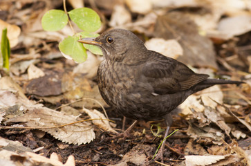 Blackbird (Turdus merula)