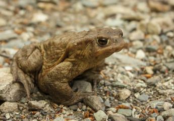 Toad