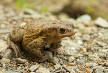 Toad