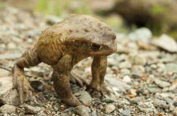 Toad
