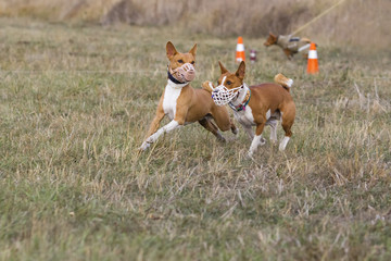 Coursing. Basenji dogs run after a lure. Grassy field. Autumn