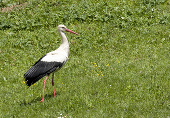 White Stork