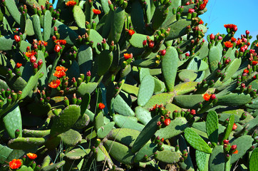 spanish cactus