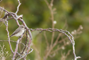 Spotted Flycatcher (Muscicapa striata)