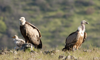 Griffon vulture
