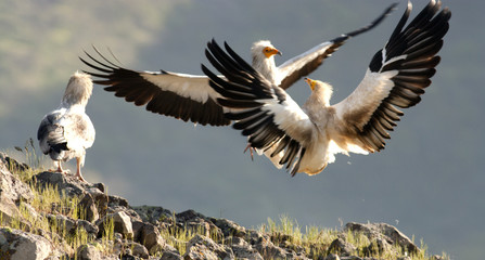 Egyptian Vulture (Neophron percnopterus)
