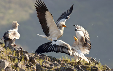 Fototapeta premium Egyptian Vulture (Neophron percnopterus)