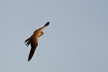 Lesser Kestrel