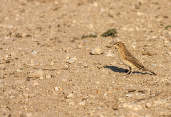 Black-headed Bunting female 