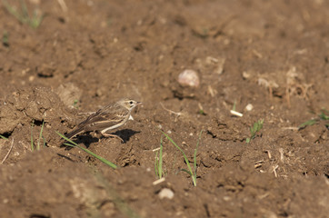 Tawny Pipit