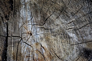 Wood stump high-detailed texture