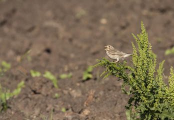 Corn Bunting