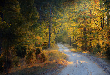 Jesienny Las  © Wojciech Lisiński