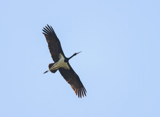 Flying Black Stork