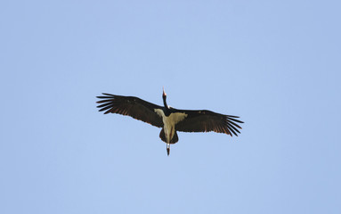 Flying Black Stork