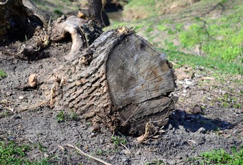 Wood stump and green grass in the background