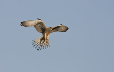 Lesser Kestrel