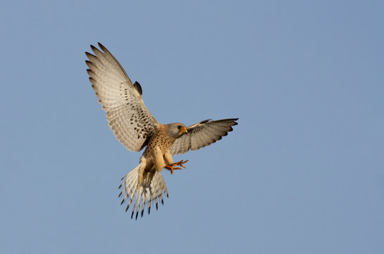 Lesser Kestrel