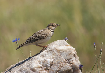 Calandra lark (Melanocorhypha calandra)