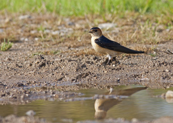 Red-rumped Swallow on the ground 