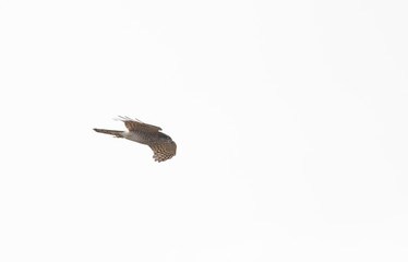 Common sparrowhawk (Accipiter nisus)