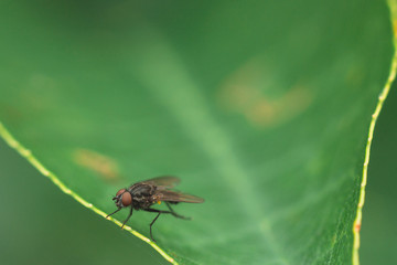 Fototapeta premium Big Eyed Fly