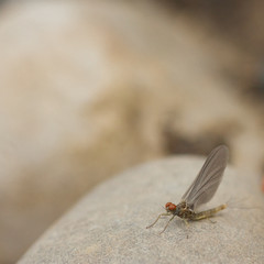 Mayfly Macro