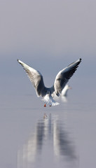 gull-angel