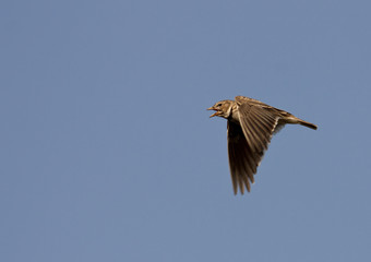 Calandra lark (Melanocorhypha calandra)