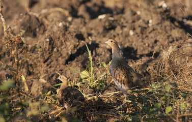 Grey Partridge (Perdix perdix)