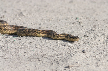 Blotched snake