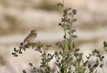 Corn Bunting