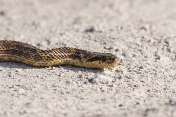 Blotched snake