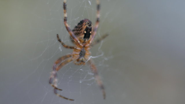 Small spider on its web
