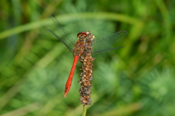 Rote Heidelibelle